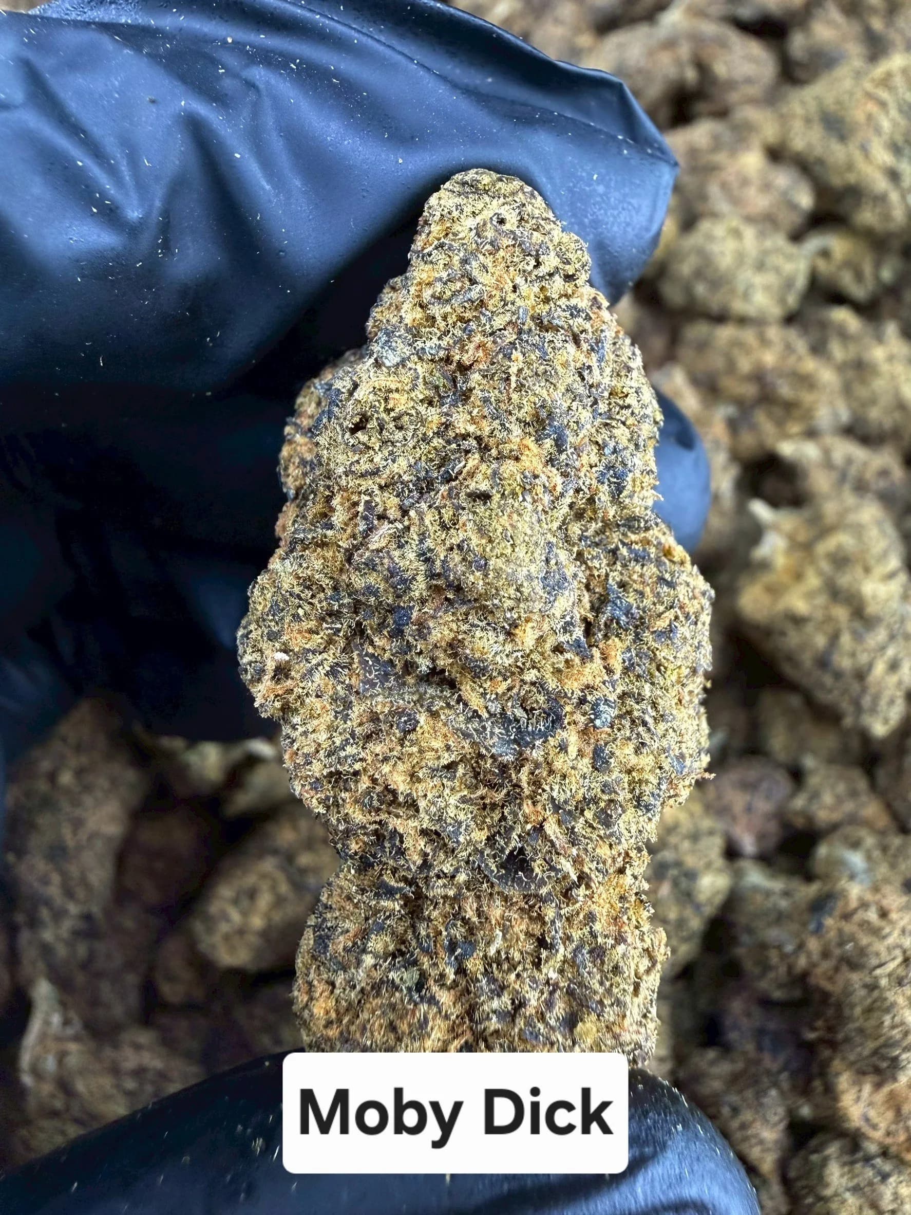 MOBY DICK