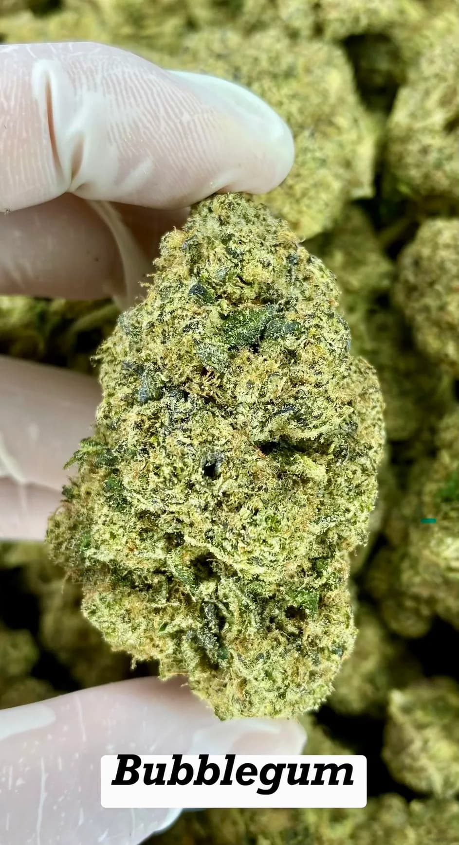 Bubblegum