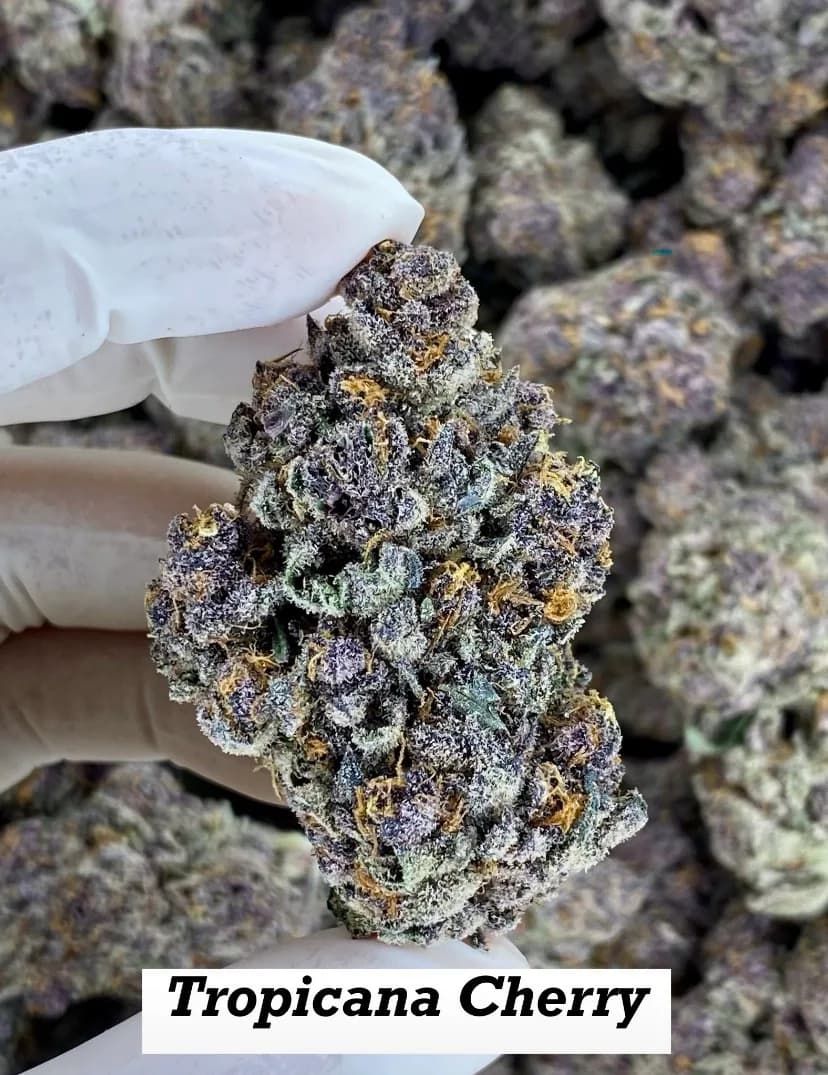 Tropicana Cherry
