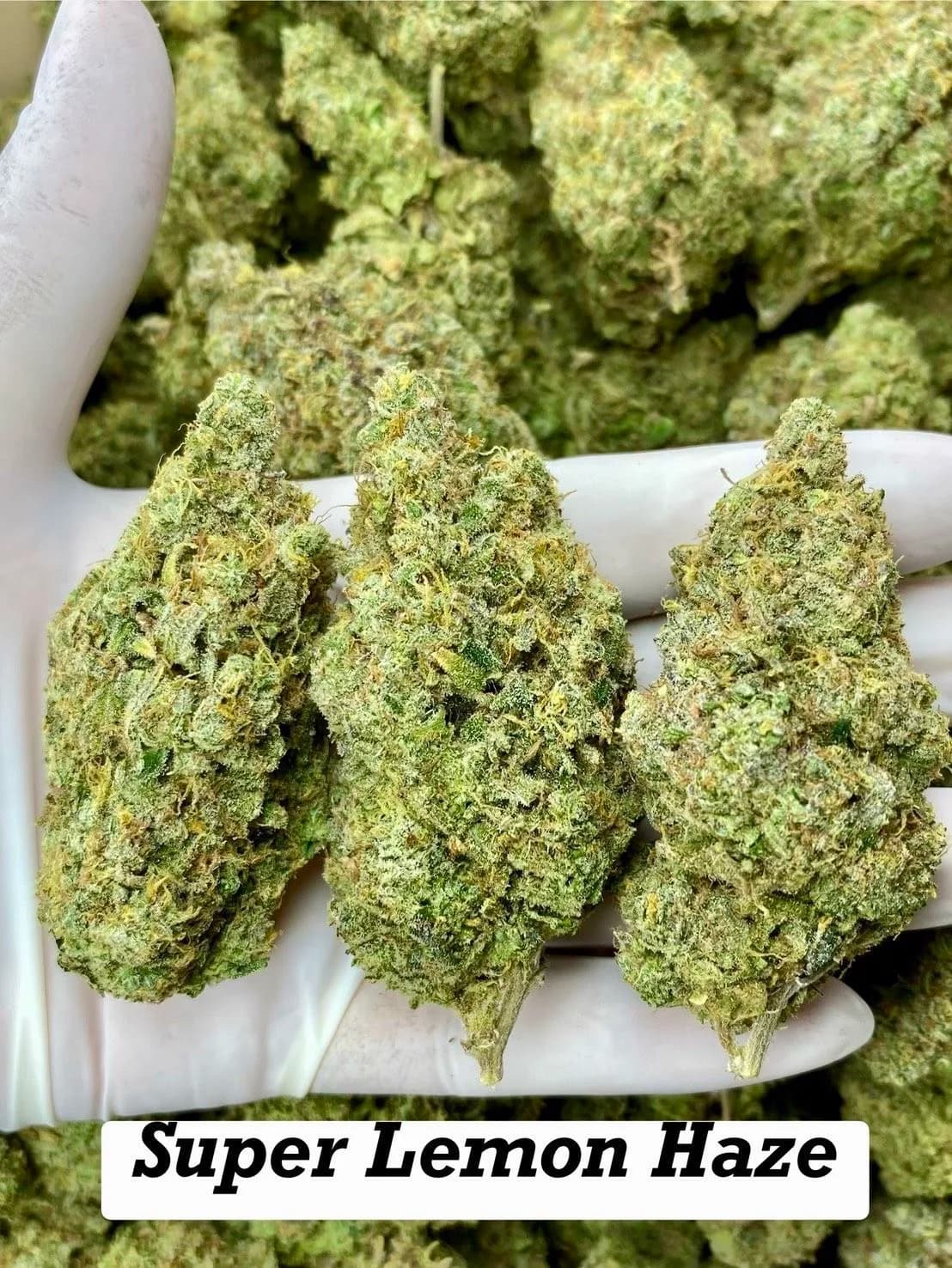 Super Lemon Haze