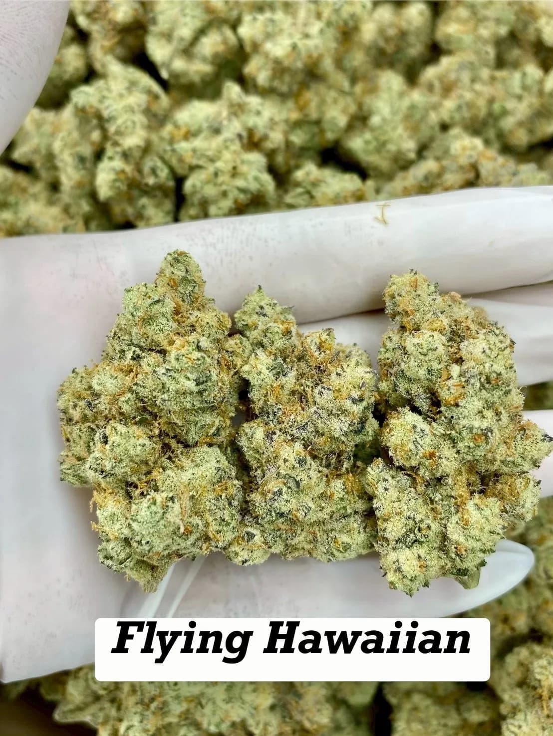 Flying Hawaiian